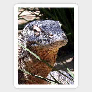 Komodo Dragon Sticker